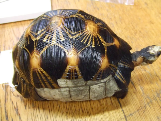 Tortoise