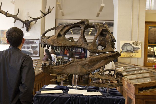 Fossil - Lapworth Museum of Geology