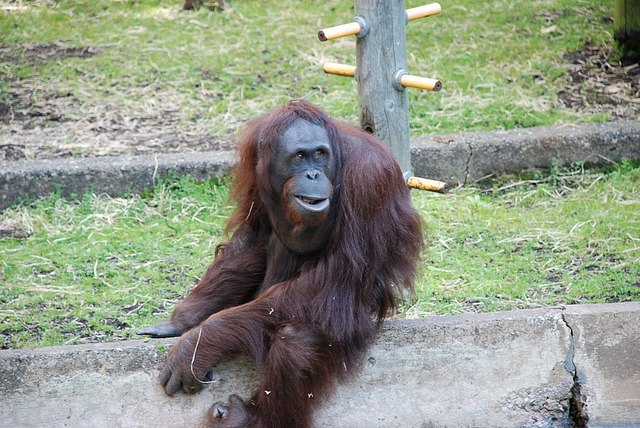 Orangutan on Guard Duty