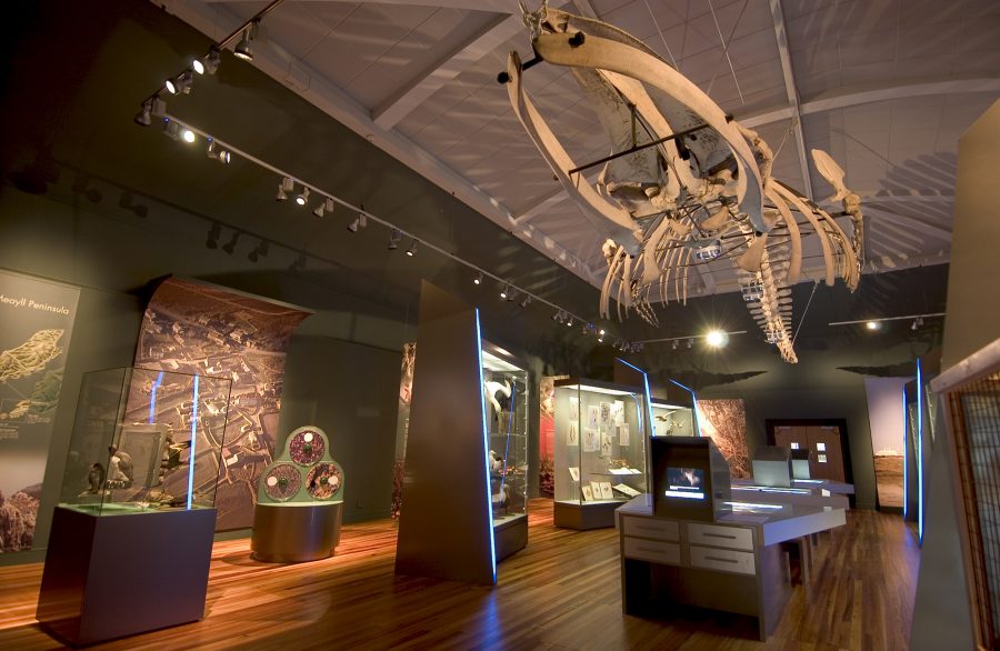 Paleontology Display