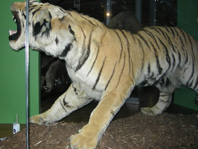 Leeds Tiger