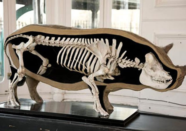 Rhino Skeleton