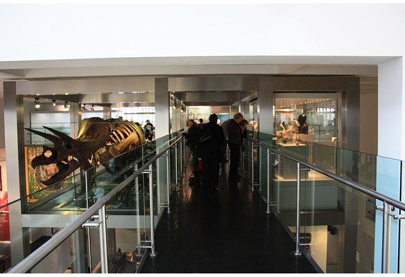 Triceratops exhibit