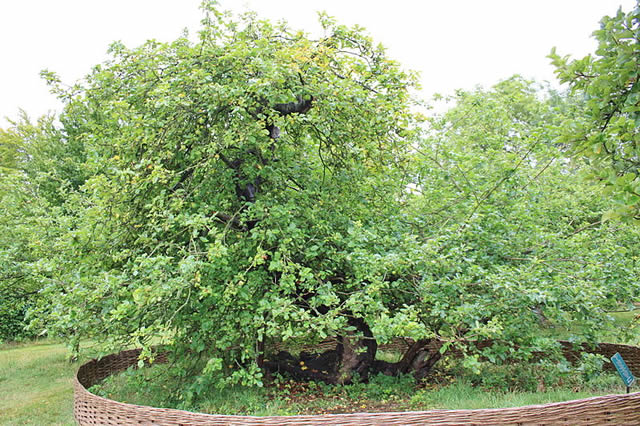 Apple Tree - Woolsthorpe Manor