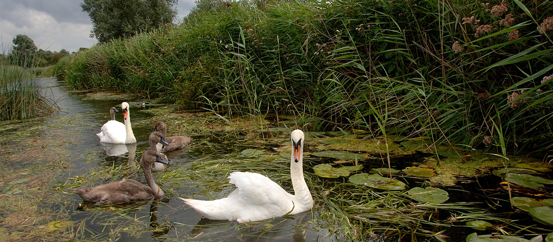 Swans on Wicken Lode