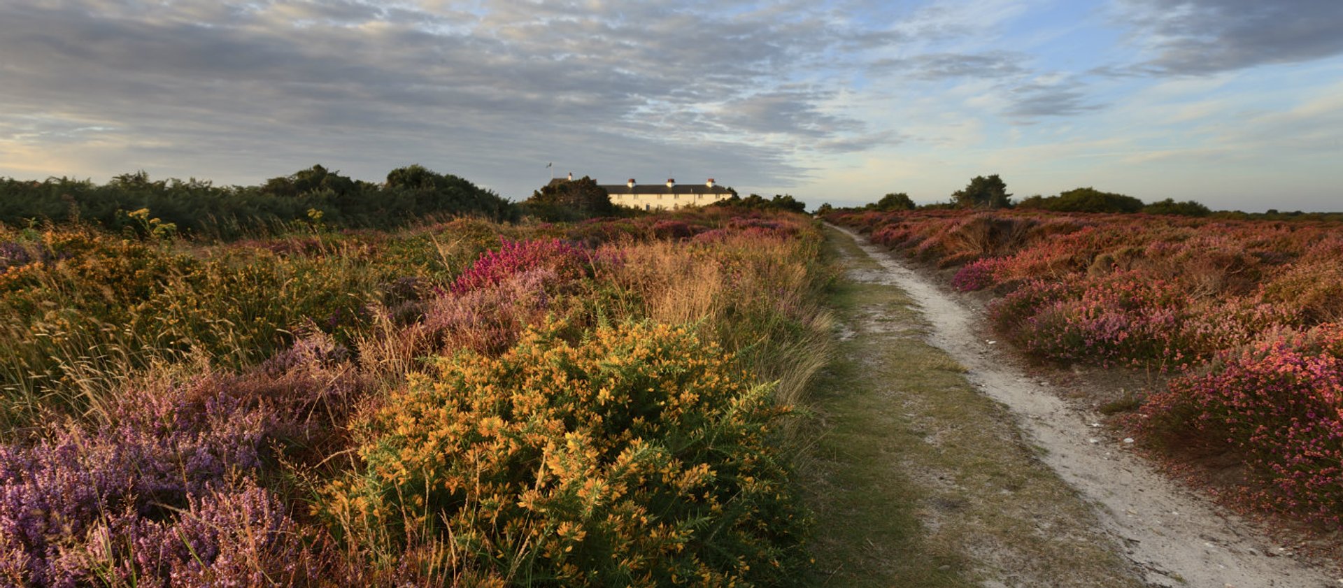 Dunwich Heath