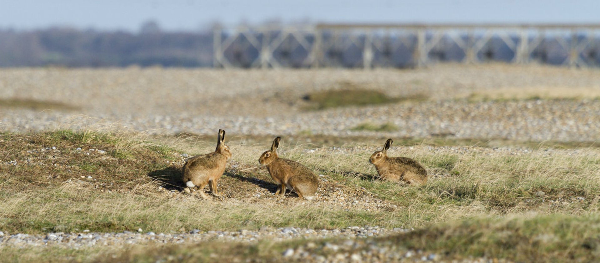Hares on the Shingle
