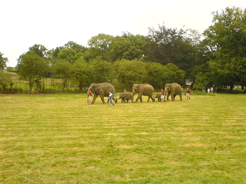 Elephants at Whipsnade