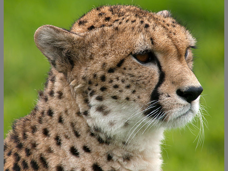 Cheetah