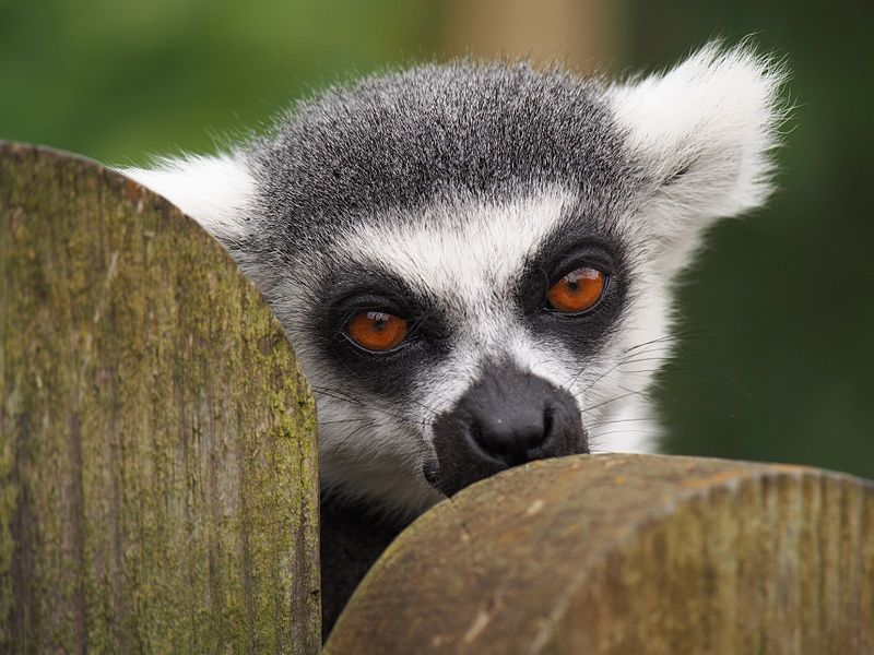 Lemur
