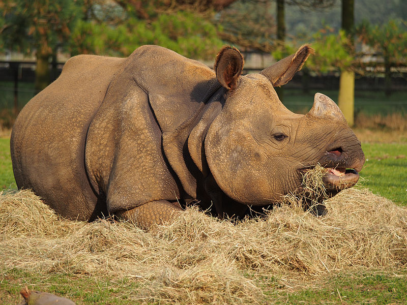 Nepalese Rhino