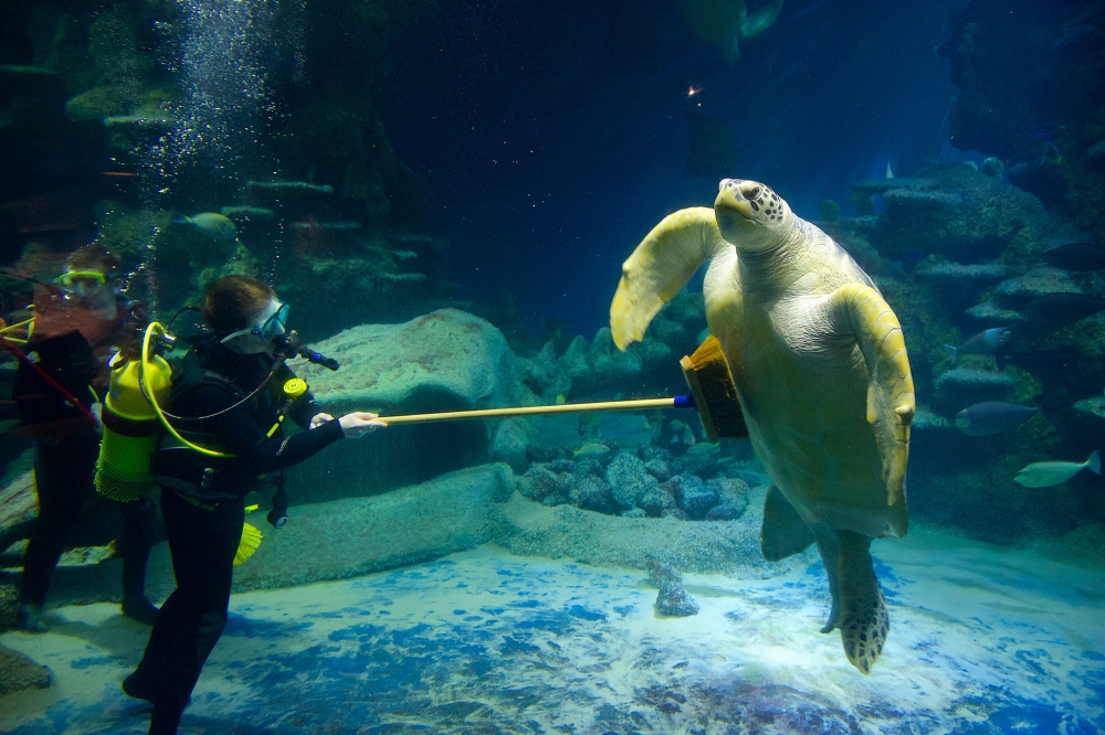 Turtle Cleaning