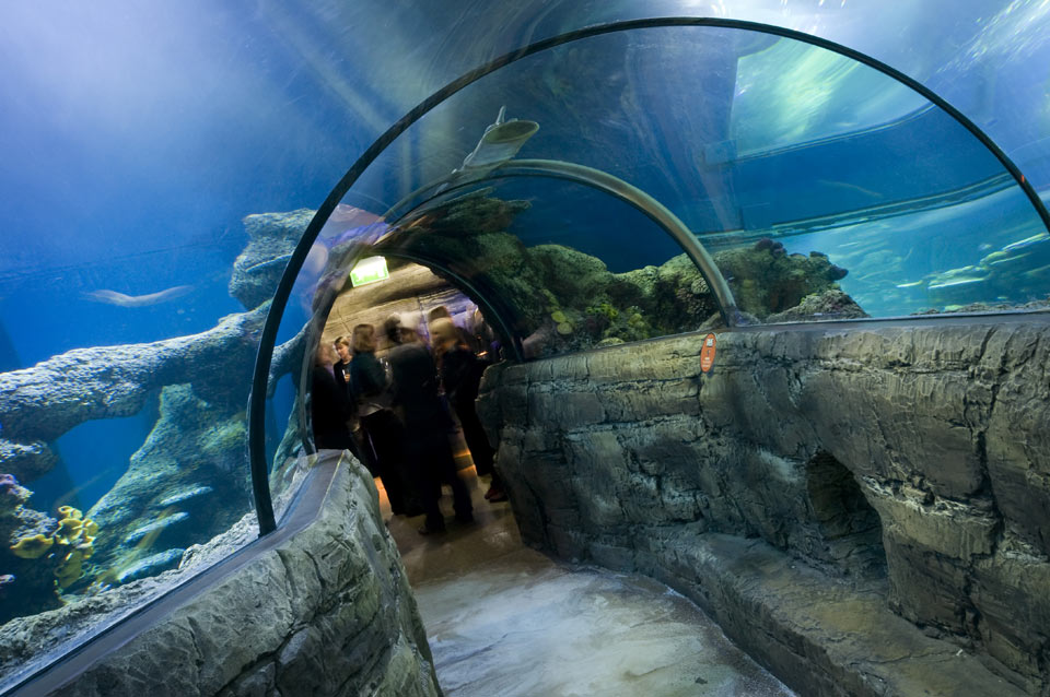 Shark Walk Tunnel