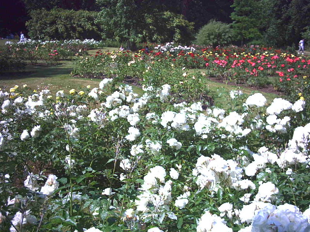 Rose Garden