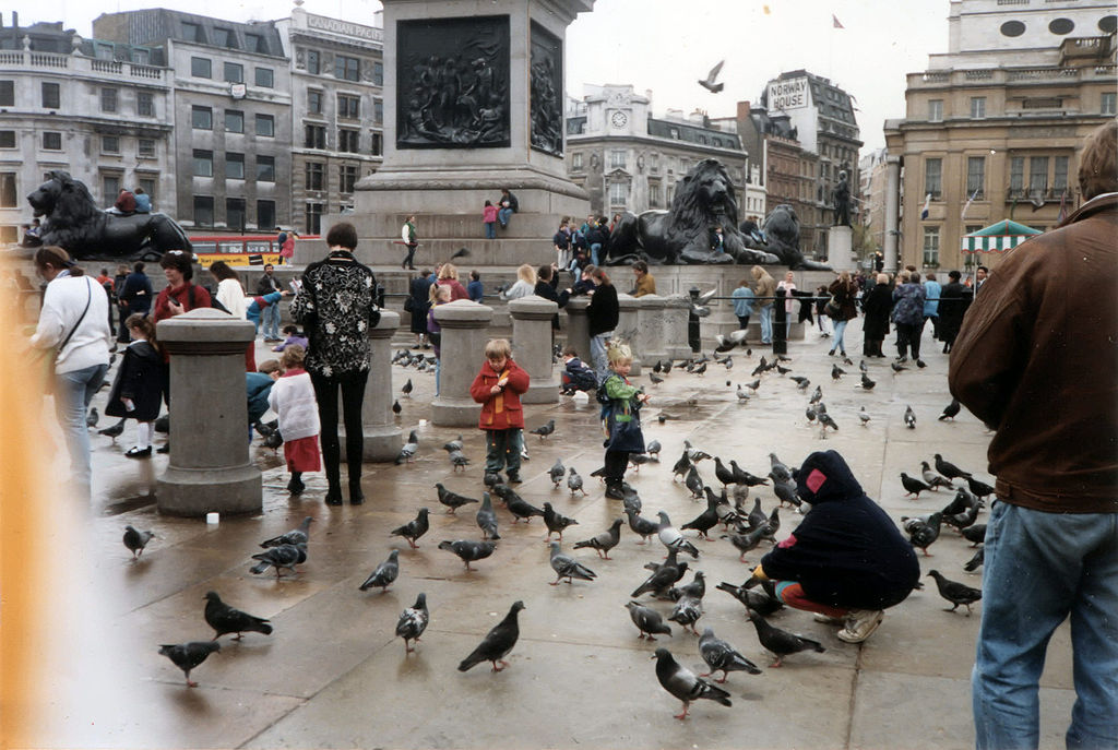 Feeding the Pigeons