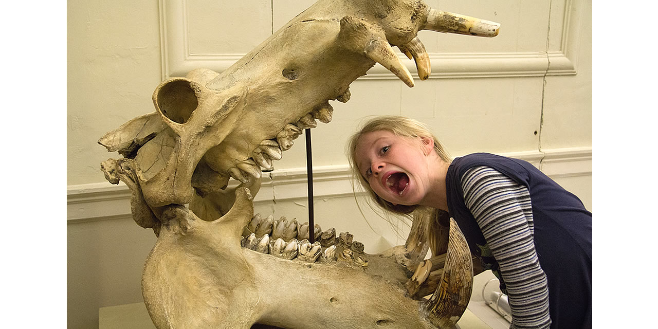 In the Crocodiles mouth