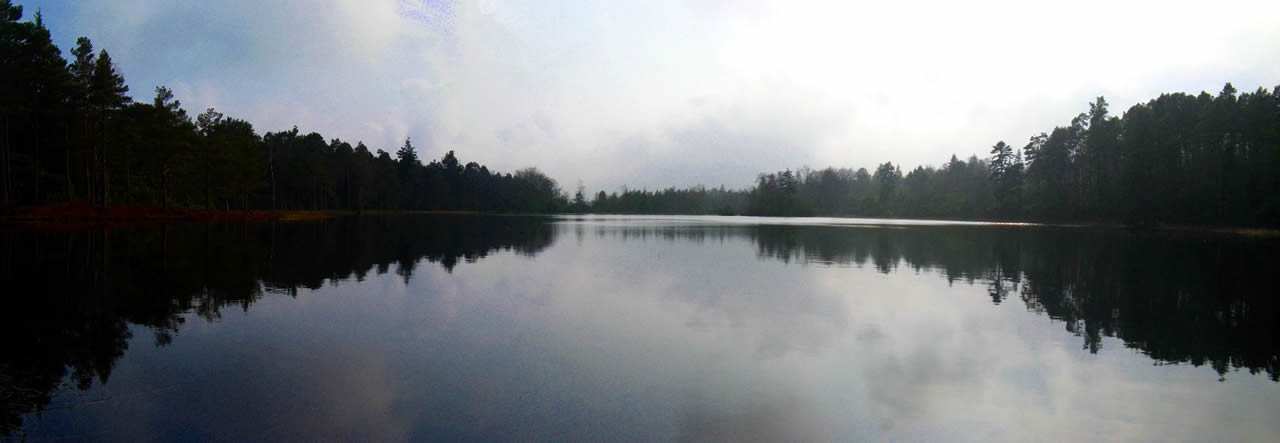 The View