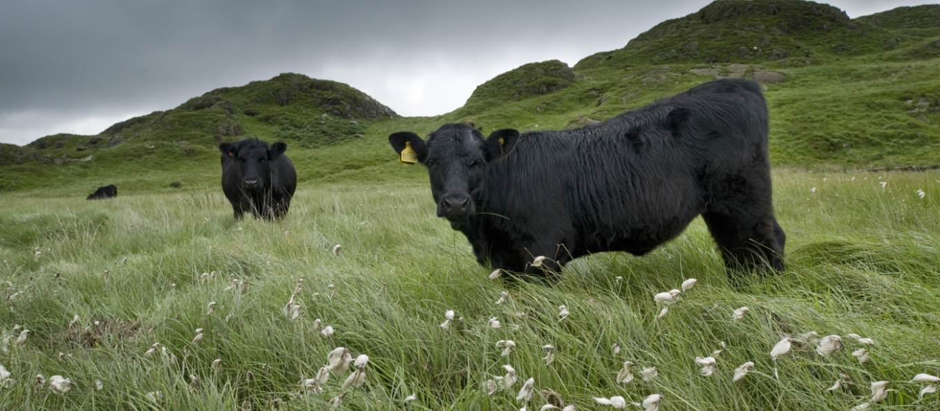 Welsh Black Cattle