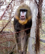 Mandrill