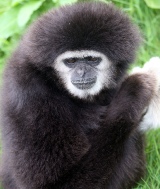 Gibbon