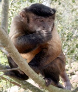 Capuchin