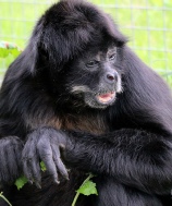 Spider Monkey