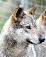 Wolf Dog