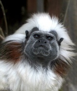Tamarin