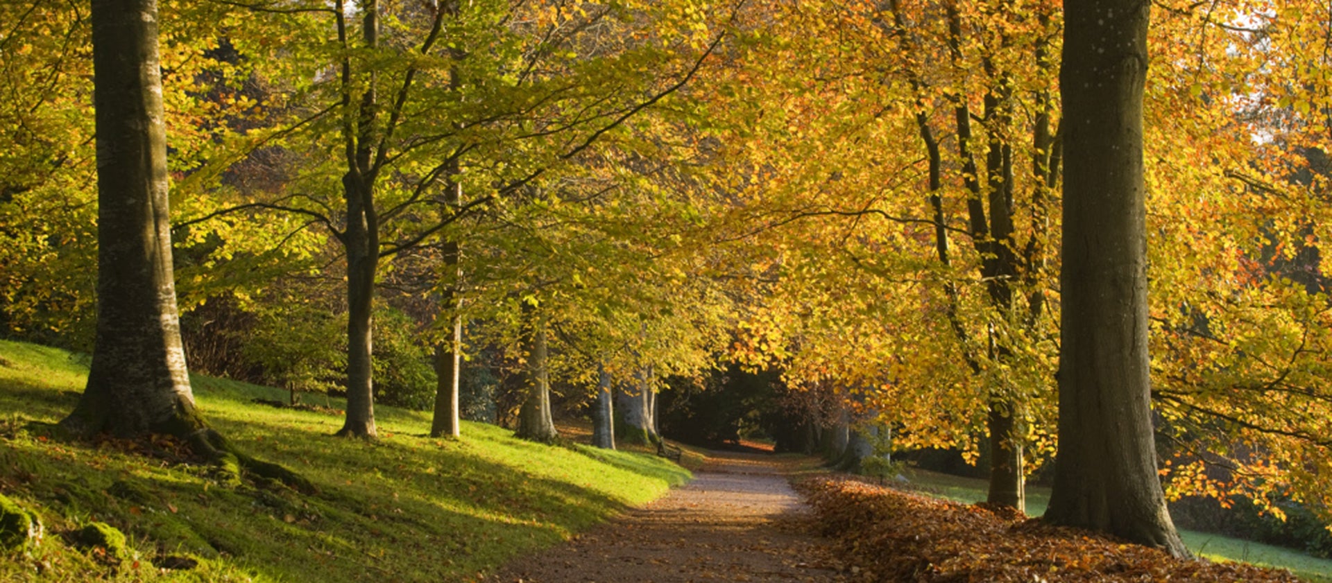 Beech Walk